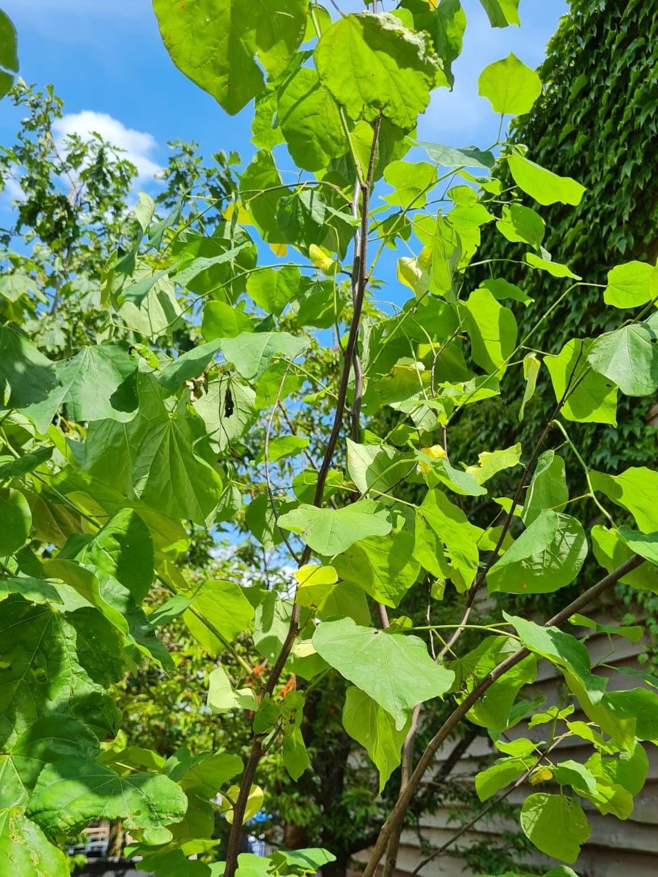 Amerikaanse judasboom | Meerstammig