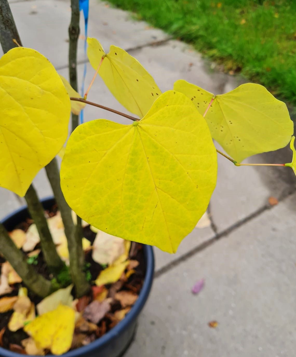 Amerikaanse judasboom | Meerstammig