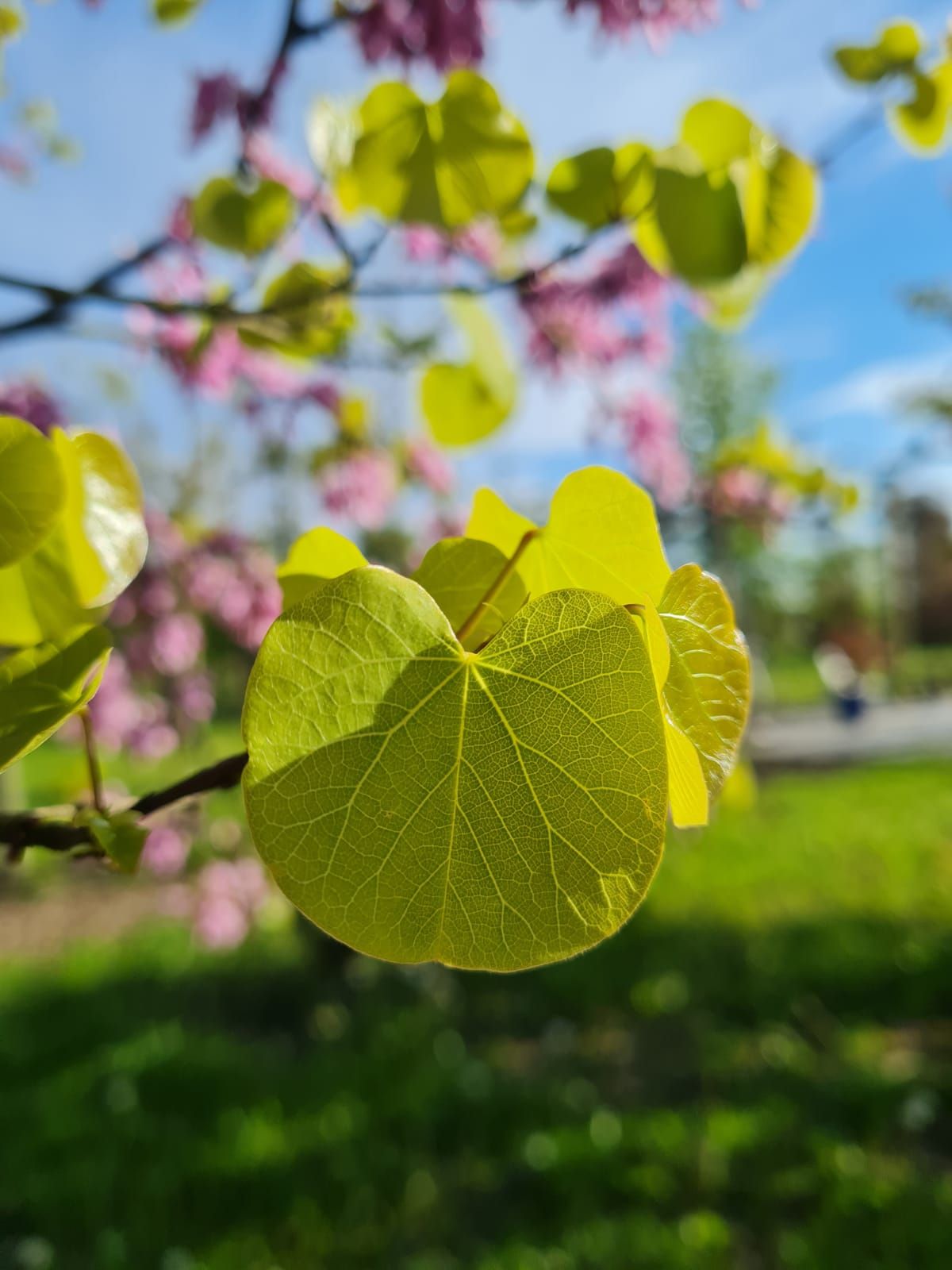 Europese Judasboom | Halfstam