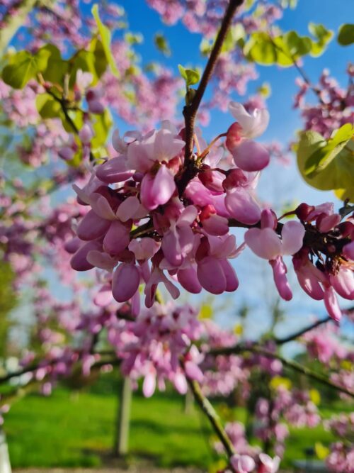 Europese Judasboom | Halfstam