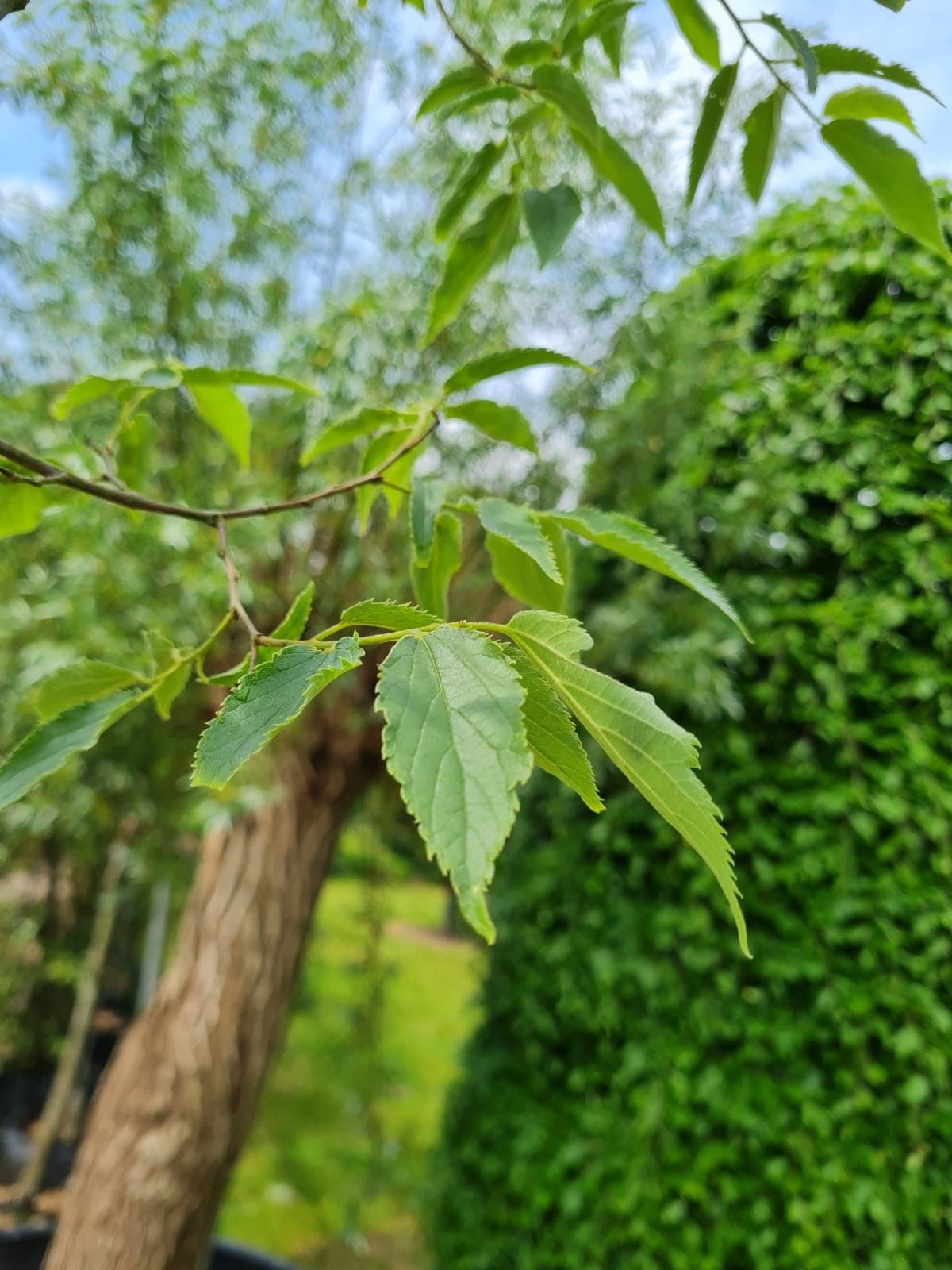 Europese netelboom | Hoogstam