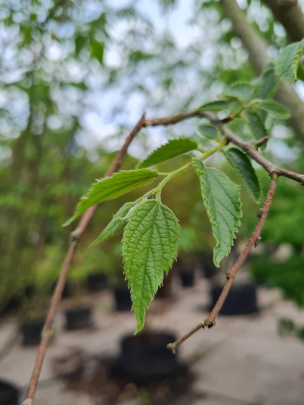 Europese netelboom | Meerstammig