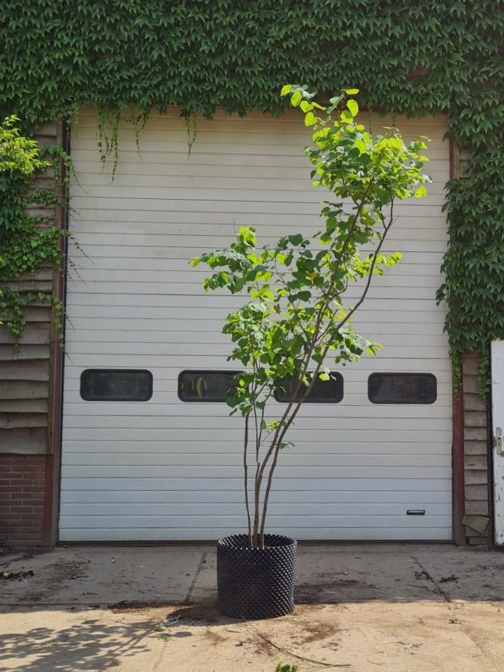 Amerikaanse judasboom | Meerstammig