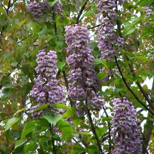 Anna Paulownaboom | Hoogstam