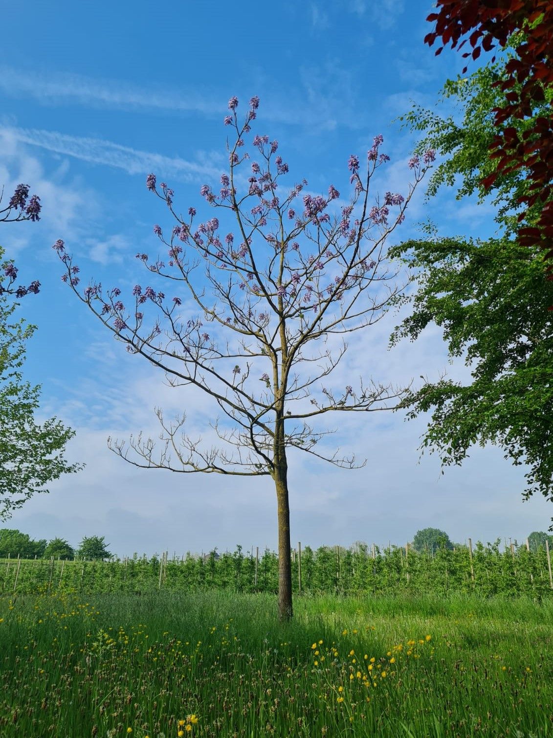 Anna Paulownaboom | Hoogstam