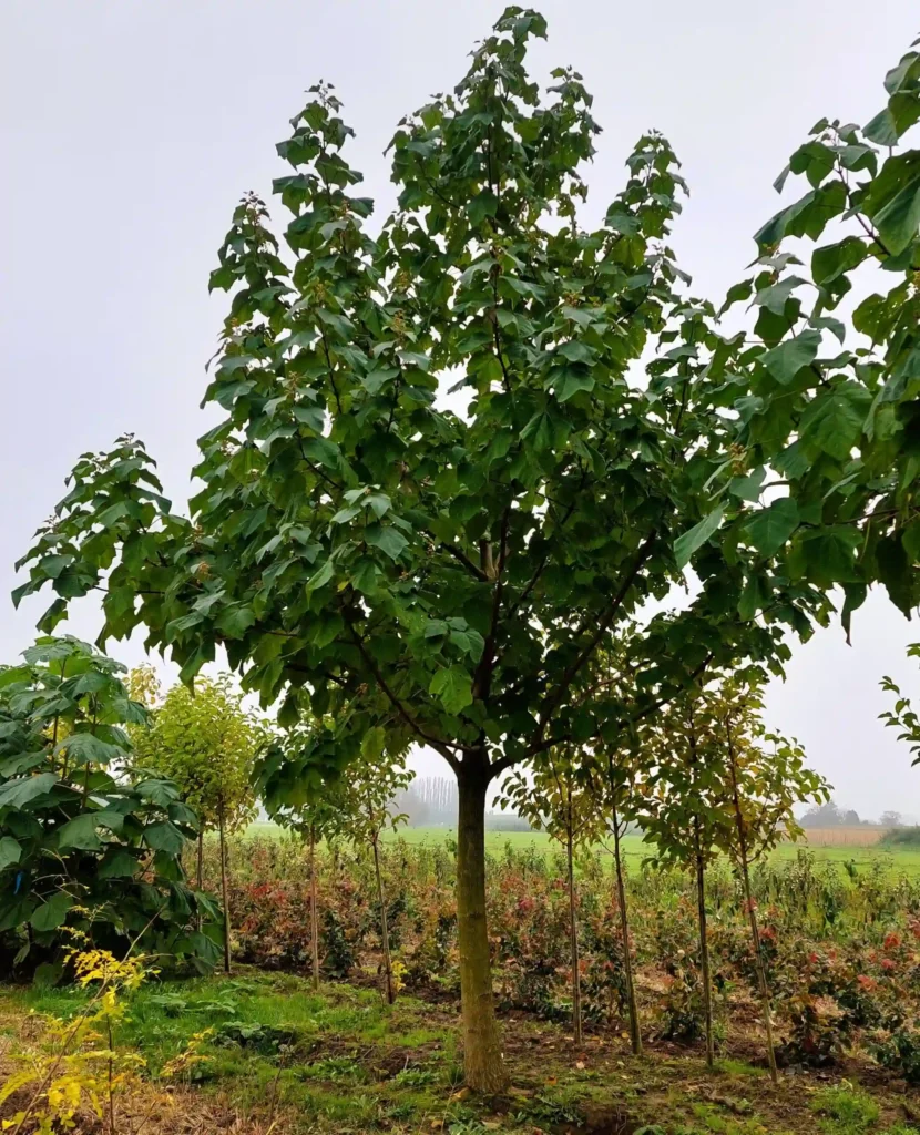 Anna Paulownaboom | Hoogstam