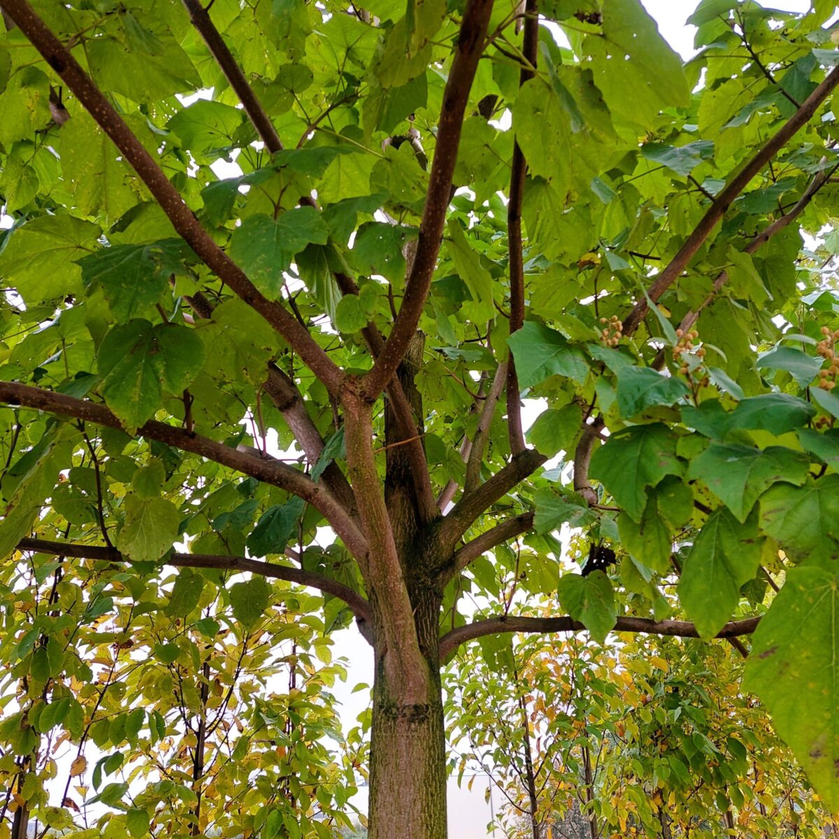 Anna Paulownaboom | Hoogstam