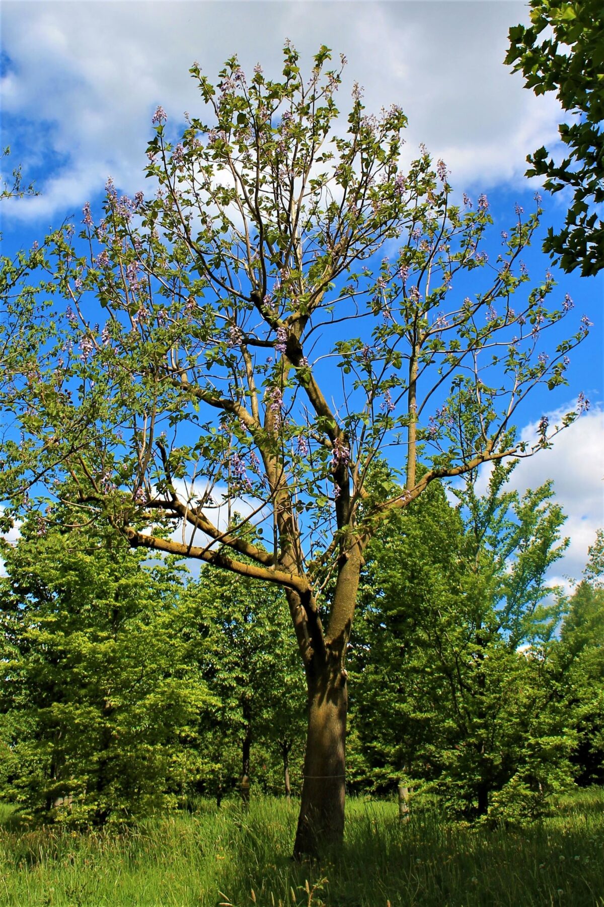 Anna Paulownaboom | Hoogstam