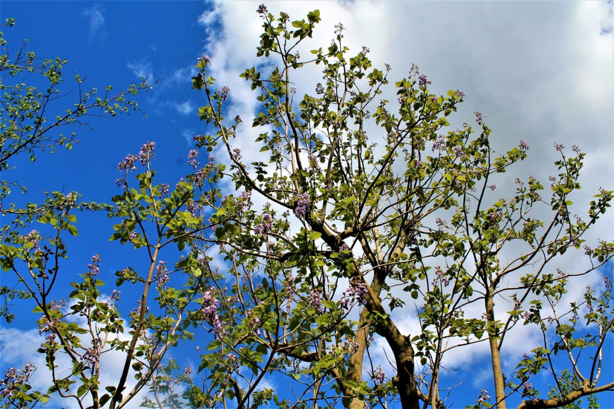 Anna Paulownaboom | Hoogstam