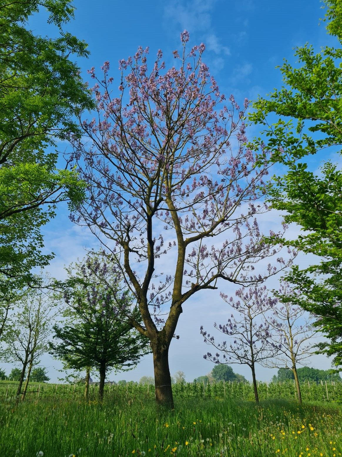 Anna Paulownaboom | Hoogstam