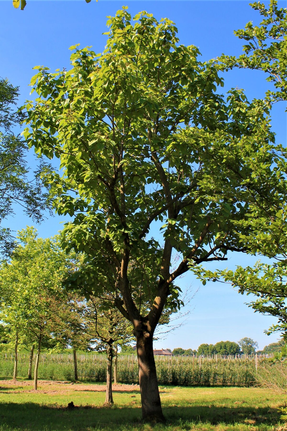 Anna Paulownaboom | Hoogstam