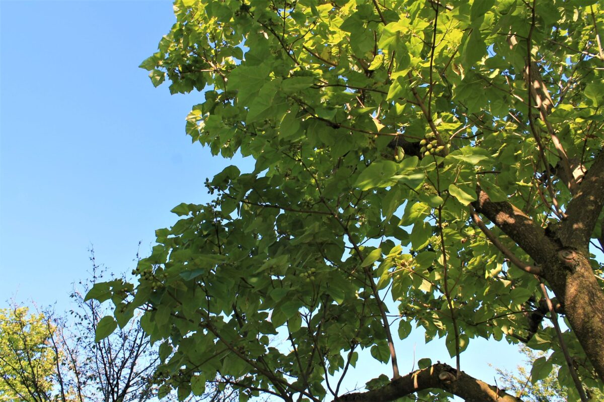 Anna Paulownaboom | Hoogstam