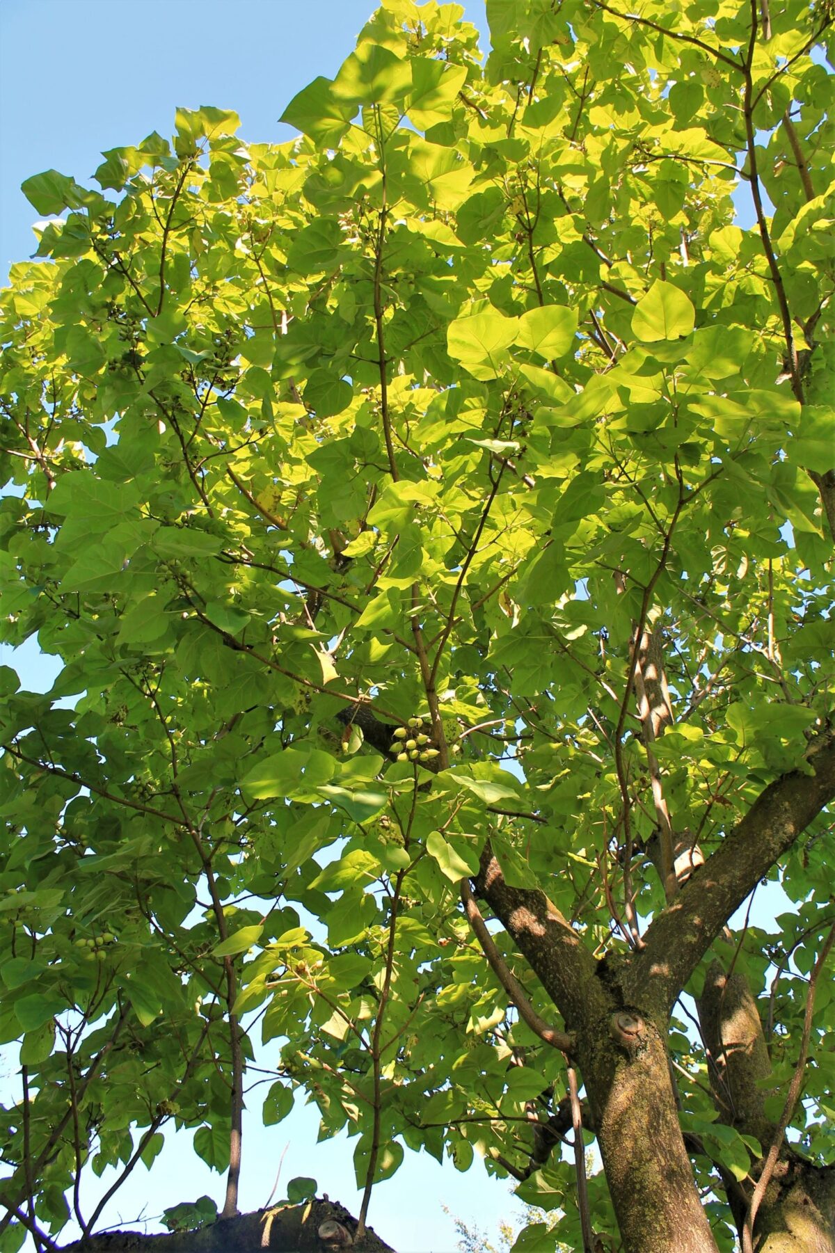 Anna Paulownaboom | Hoogstam