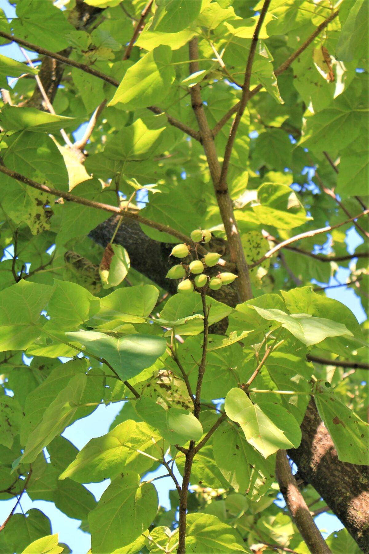 Anna Paulownaboom | Hoogstam