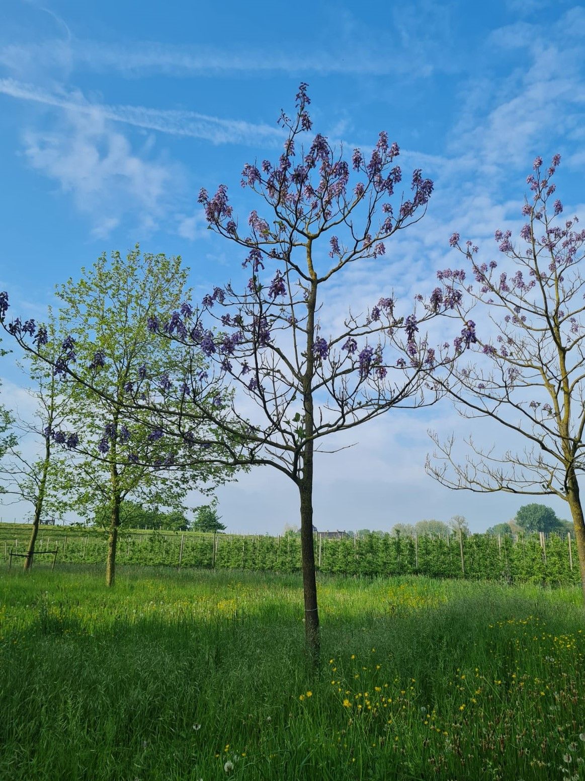 Anna Paulownaboom | Hoogstam