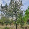 Appelboom 'Lunterse Pippeling' | Hoogstam