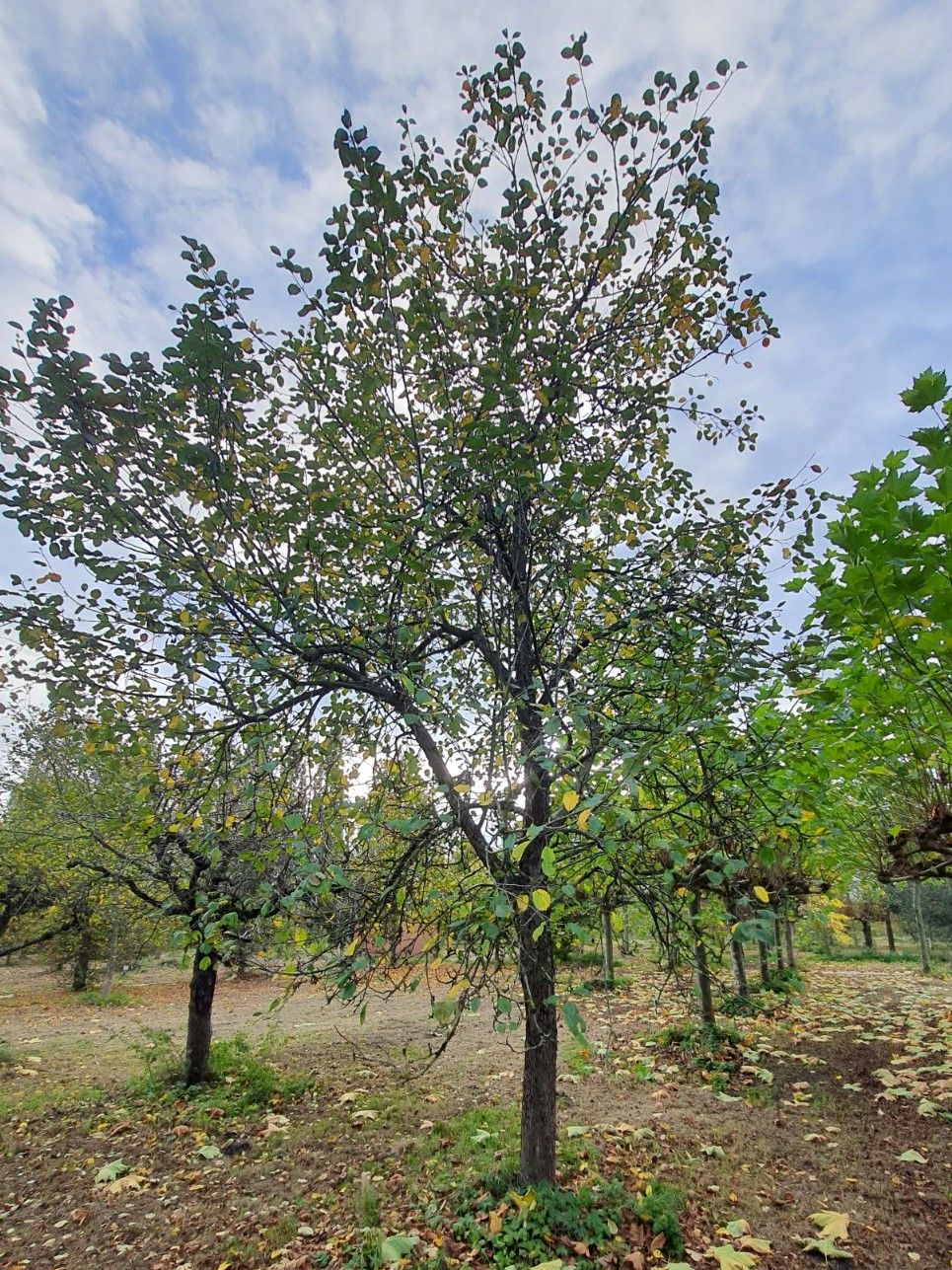 Appelboom 'Lunterse Pippeling' | Hoogstam