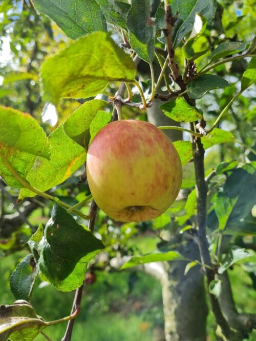 Appelboom 'James Grieve' | Halfstam