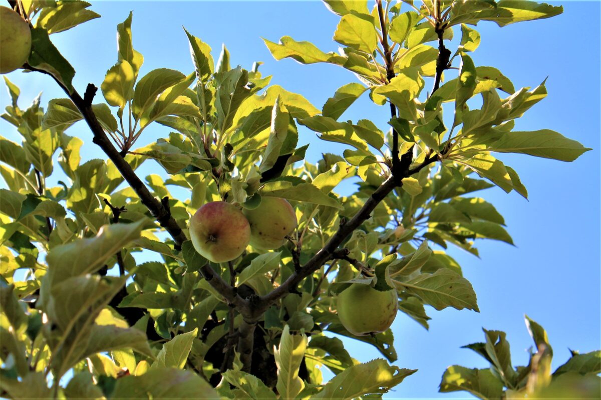Appelboom 'Elstar' | Laagstam