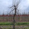 Appelboom 'Elstar' | Laagstam