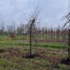Appelboom 'Elstar' | Laagstam