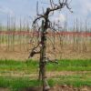 Appelboom 'Elstar' | Laagstam