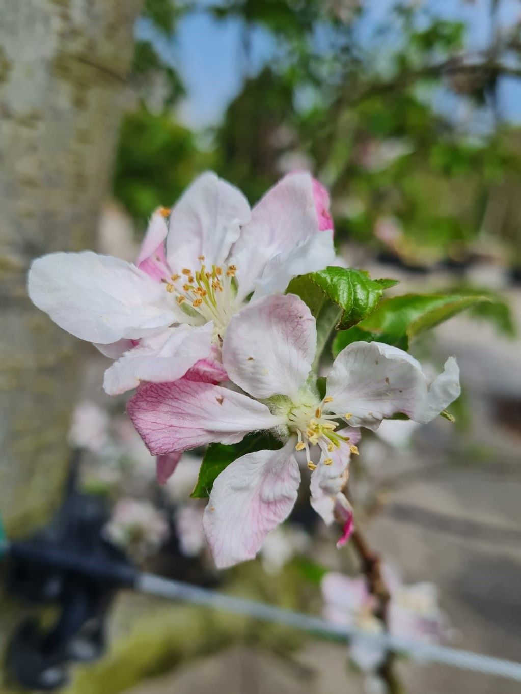Appelboom 'Goudreinet' | Laagstam