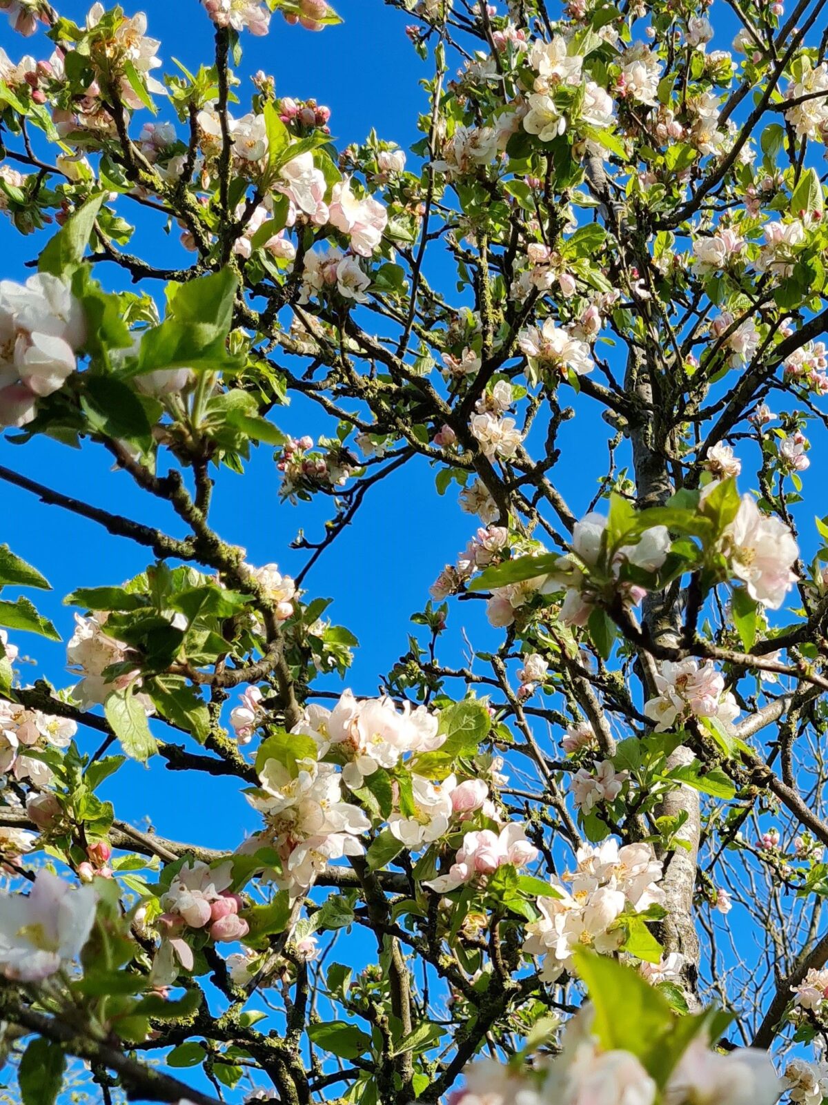 Appelboom 'James Grieve' | Halfstam