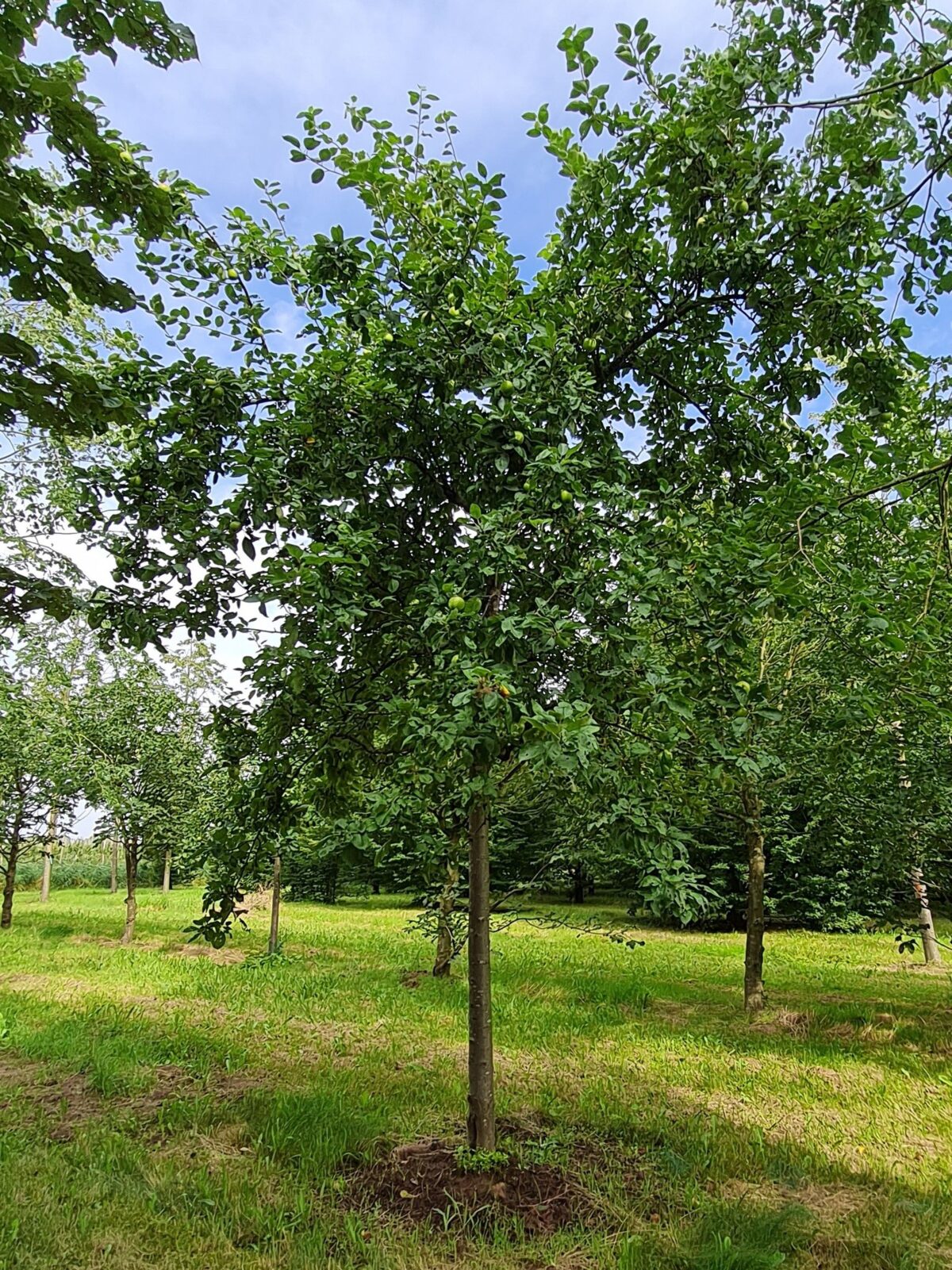 Appelboom 'James Grieve' | Halfstam