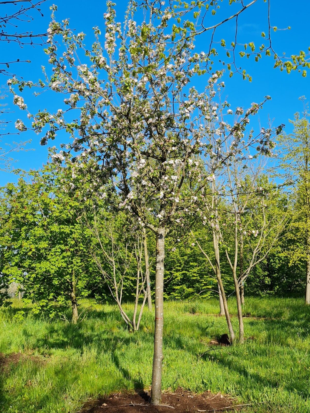 Appelboom 'James Grieve' | Halfstam