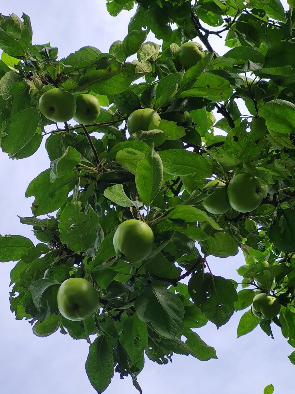 Appelboom 'James Grieve' | Halfstam