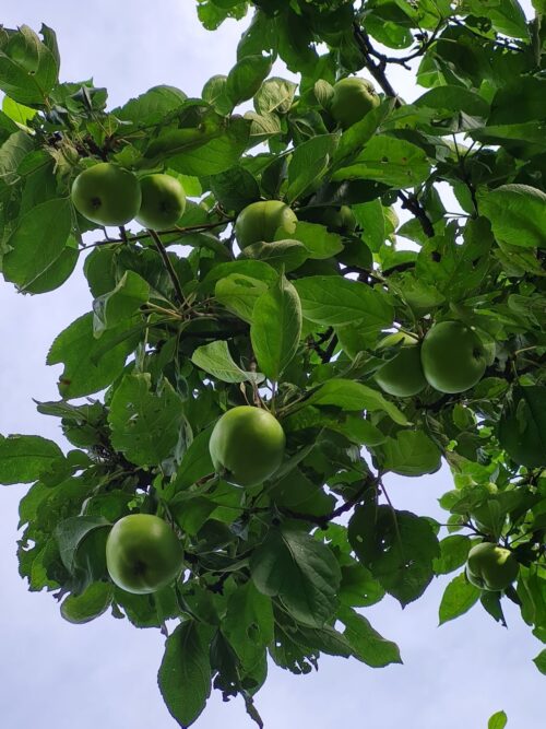 Appelboom 'James Grieve' | Halfstam