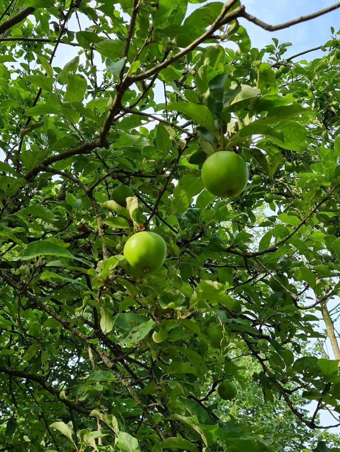 Appelboom 'James Grieve' | Halfstam