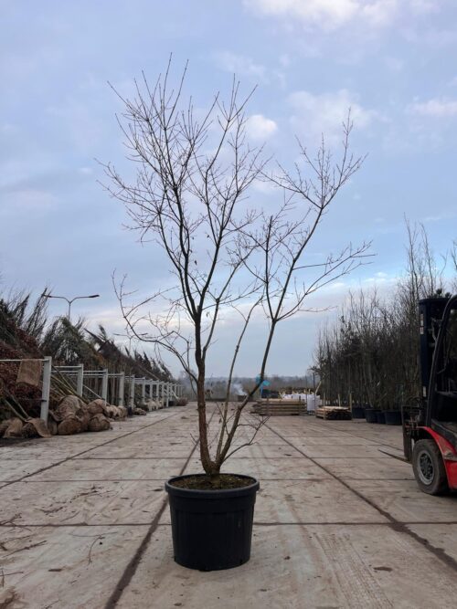 Driebloemige Esdoorn | Meerstammig