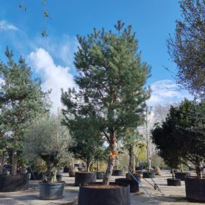 Grove den | Halfstam