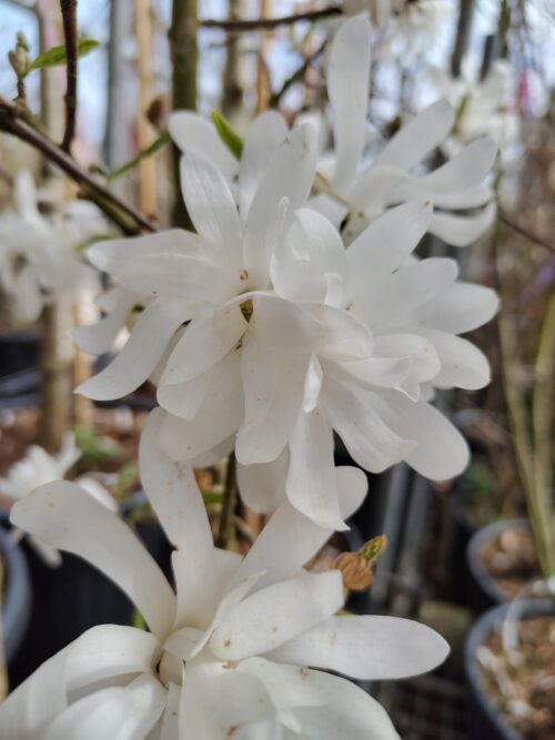 Japanse magnolia | Hoogstam