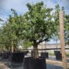 Perenboom 'Conference' | Laagstam
