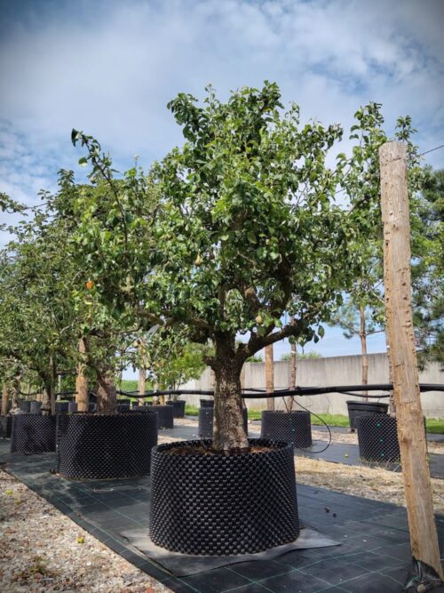 Perenboom 'Conference' | Laagstam