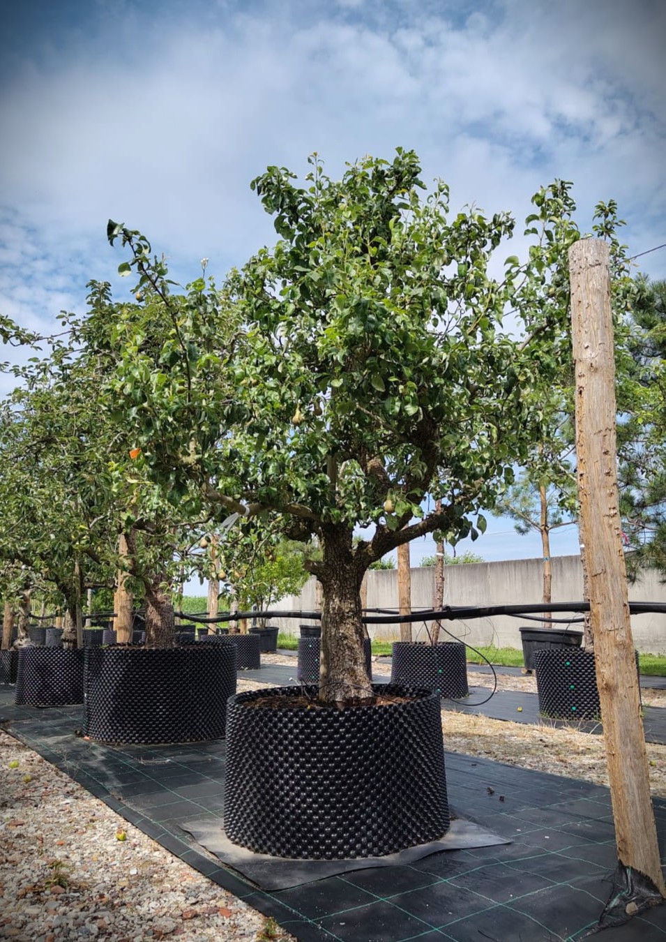 Perenboom 'Conference' | Laagstam