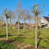 Bolesdoorn | Op stam