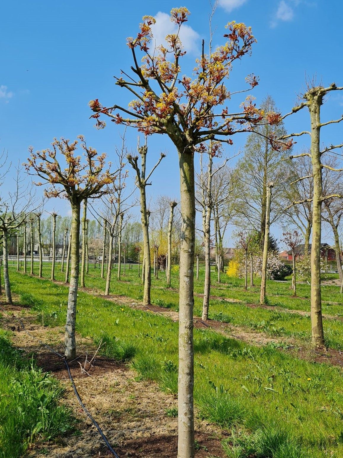 Bolesdoorn | Op stam