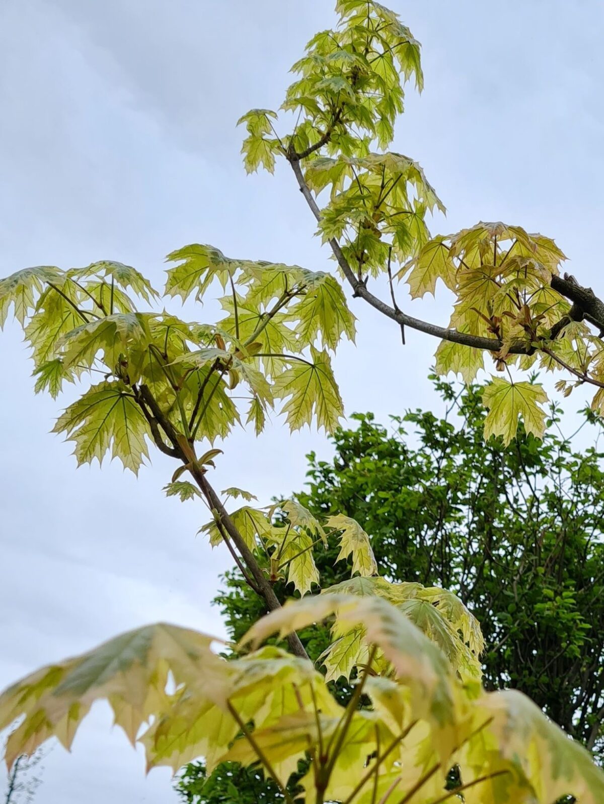 Bonte Noorse esdoorn | Hoogstam