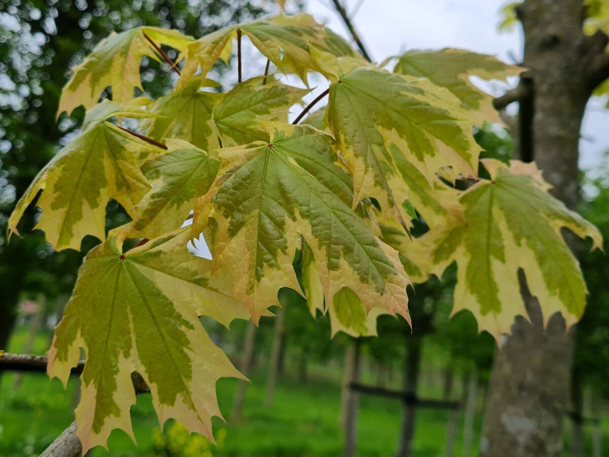 Bonte Noorse esdoorn | Hoogstam
