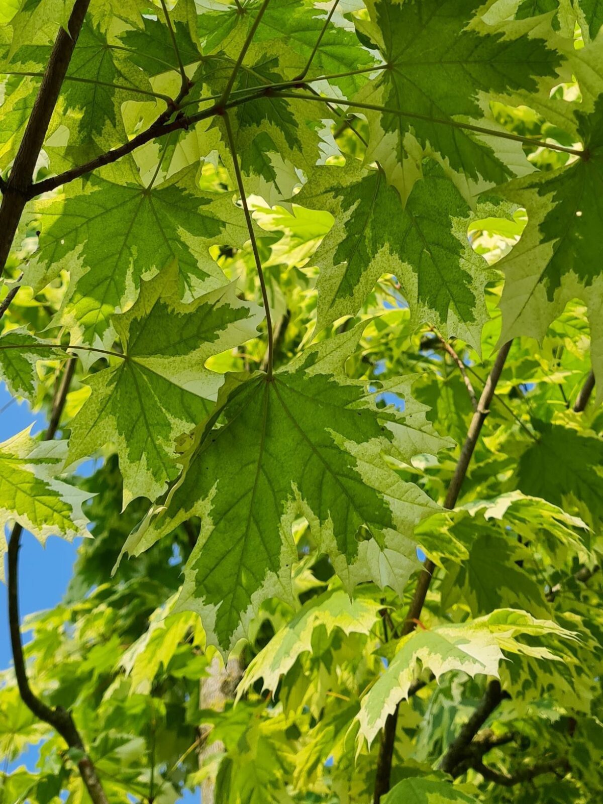 Bonte Noorse esdoorn | Hoogstam