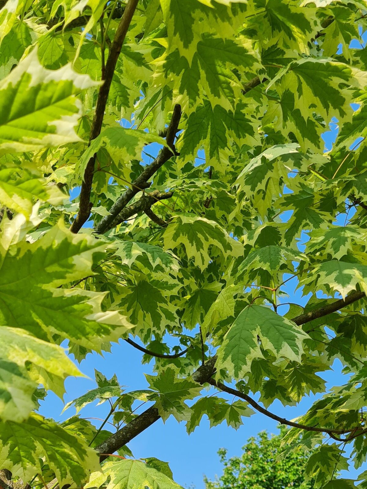 Bonte Noorse esdoorn | Hoogstam