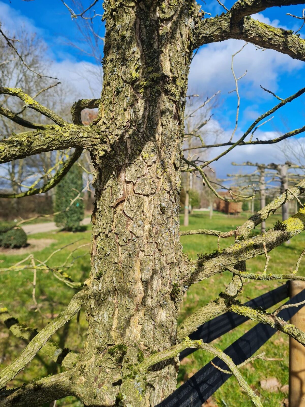 Boomhazelaar | Hoogstam