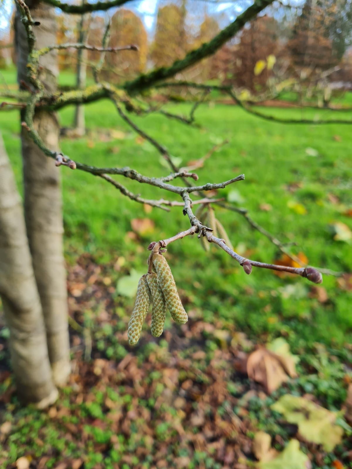 Boomhazelaar | Hoogstam