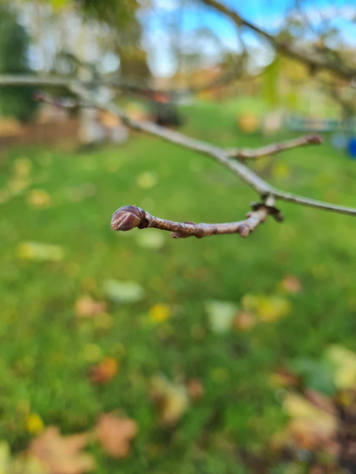 Boomhazelaar | Hoogstam