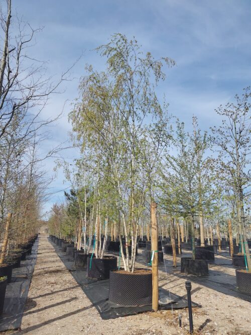 Ruwe berk | Meerstammig