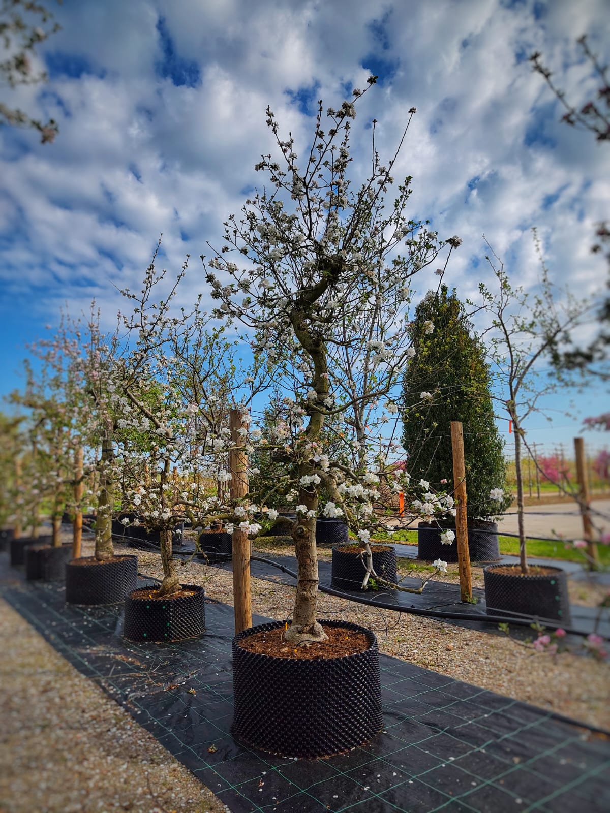 Appelboom 'Goudreinet' | Laagstam